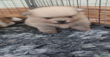 Pomeranian dogs - Advert 10