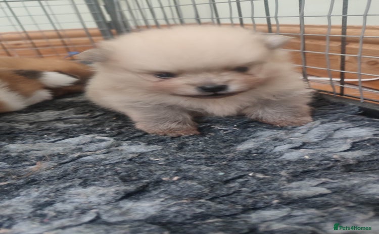Pomeranian dogs - Advert 1