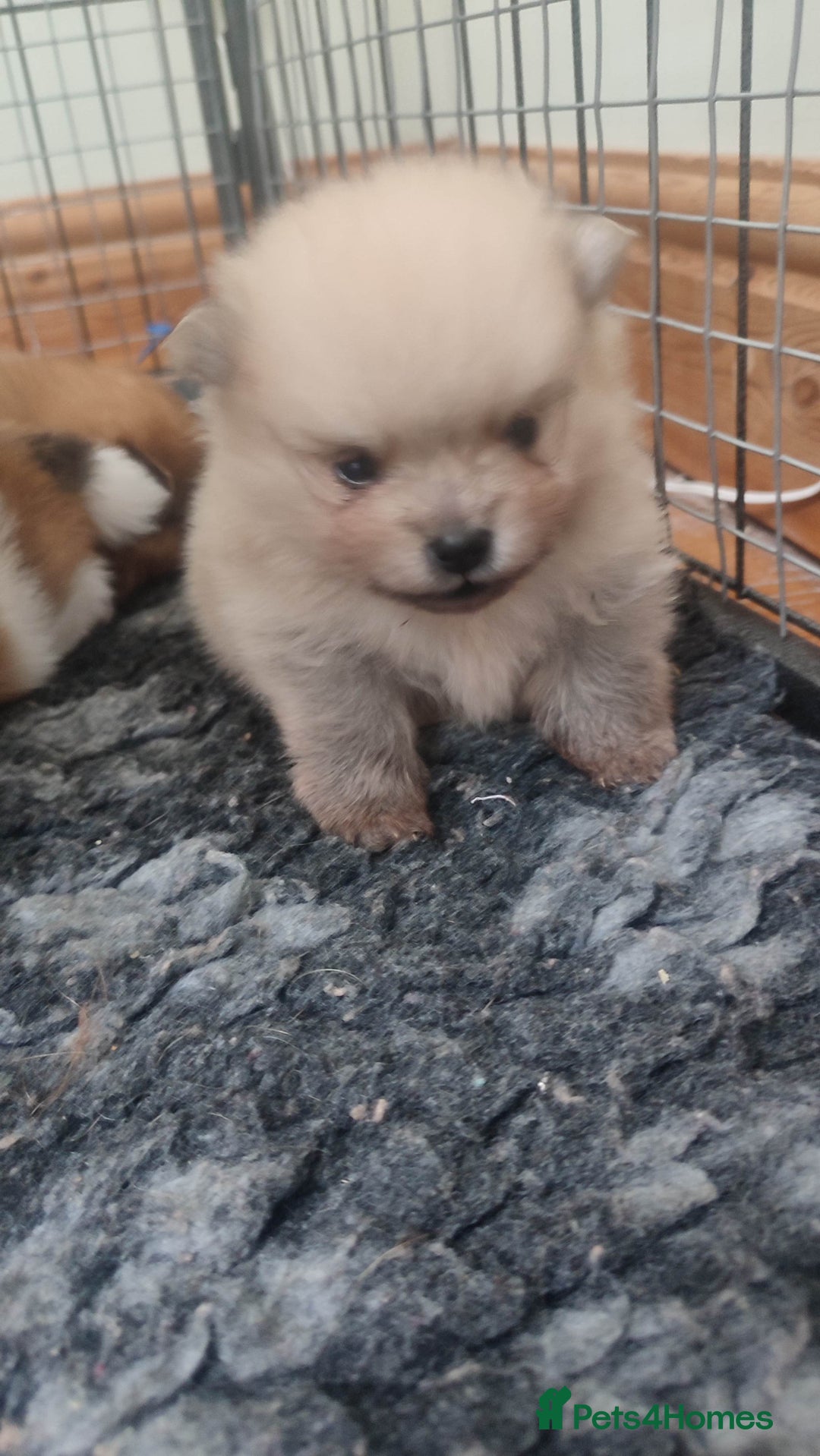 Pomeranian dogs for sale: Top Quality -KC registered  - Image 2