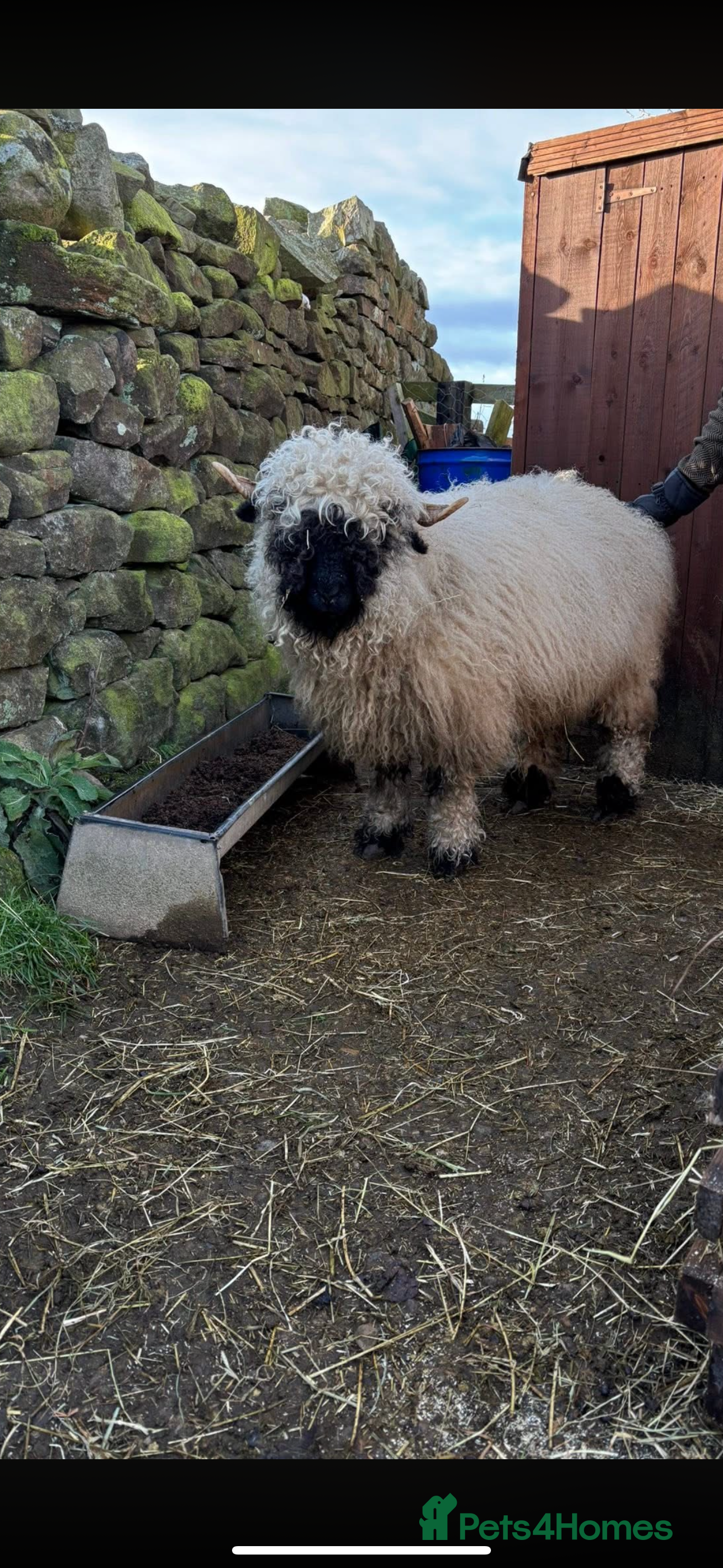 Sheep livestock Valais blacknose sheep 3year old  - Advert 1