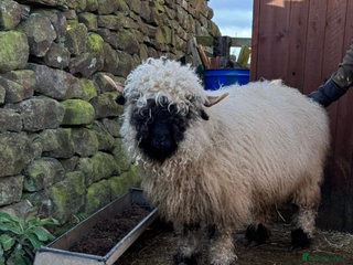 Sheep livestock Valais blacknose sheep 3year old - Advert 1