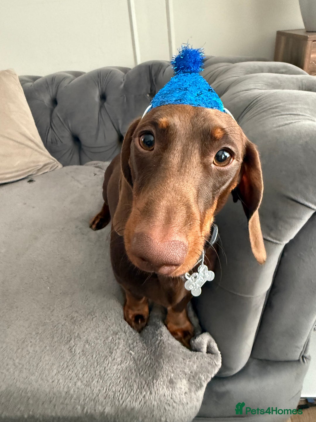 Miniature Dachshund dogs for sale: Male minature Dutchhound - Image 2