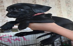 Mixed Breed dogs for sale:  Mum and dad pets 4black and two black and white  - Image 4