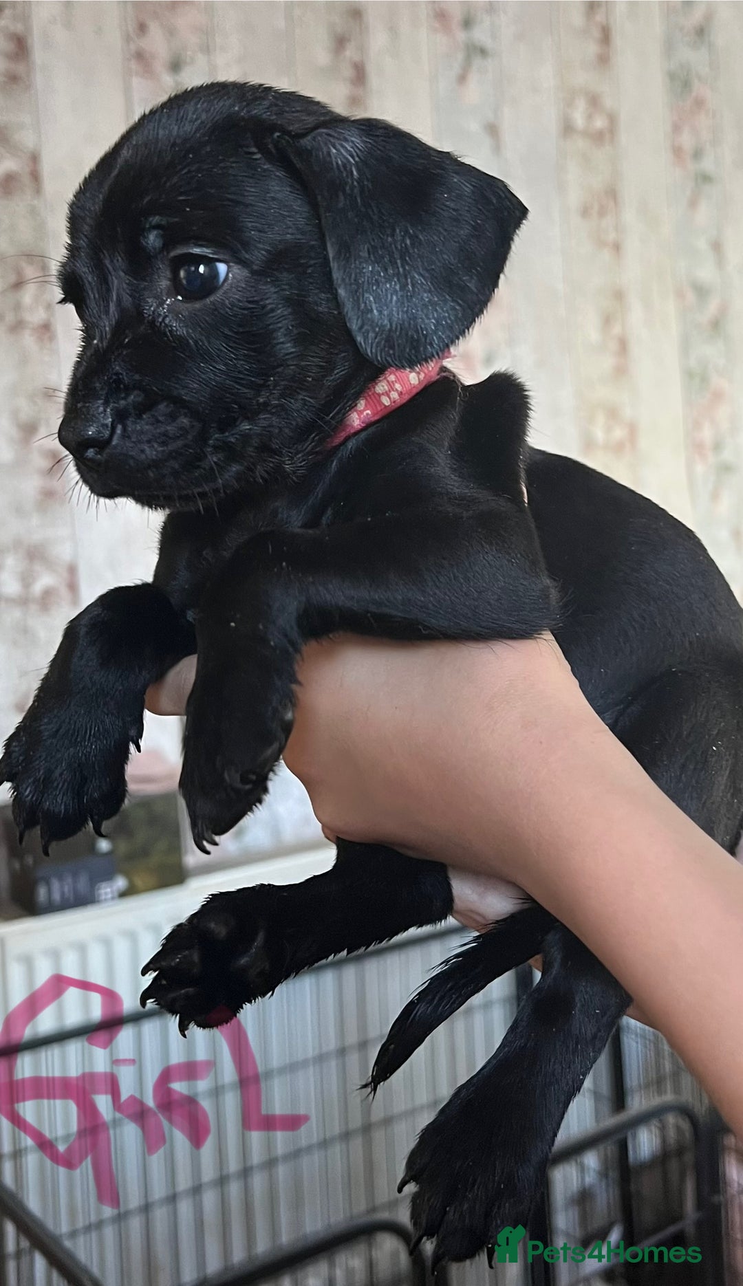 Mixed Breed dogs for sale:  Mum and dad pets 4black and two black and white  - Image 4