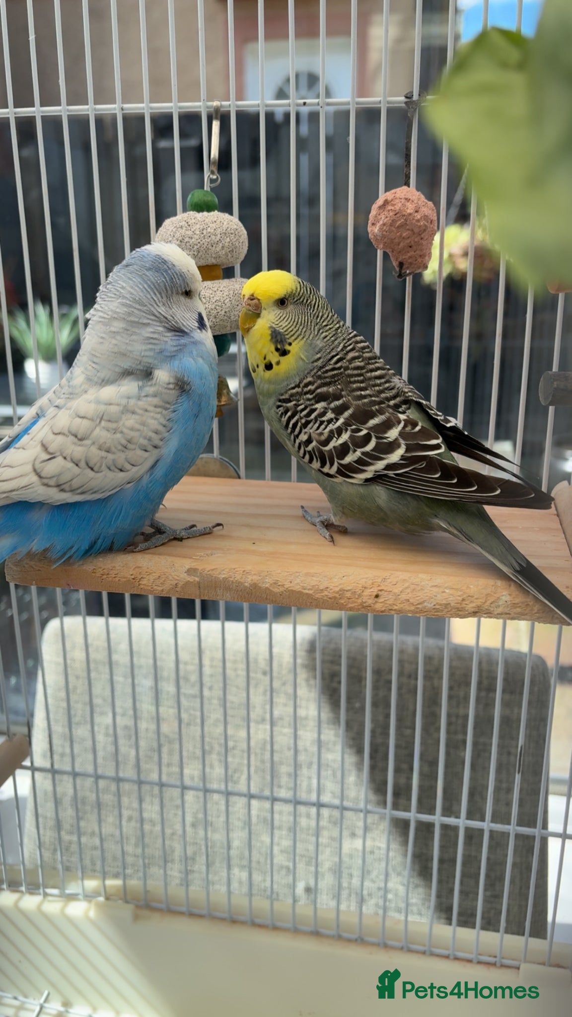 Budgerigars birds for sale: Sadly Rehoming My Two Lovely Budgies - Advert 1