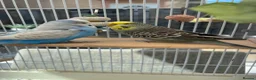 Budgerigars birds for sale: Sadly Rehoming My Two Lovely Budgies - Advert 1
