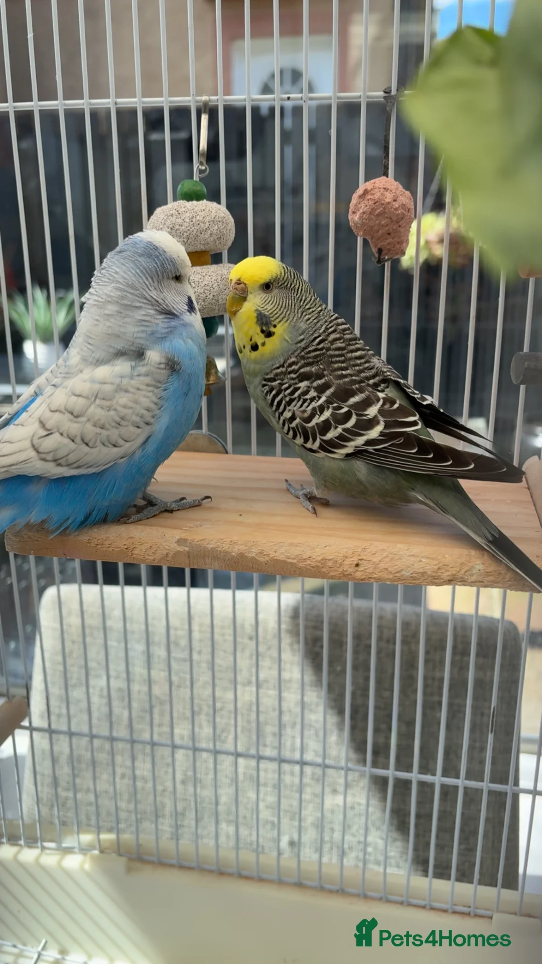 Budgerigars birds for sale: Sadly Rehoming My Two Lovely Budgies - Advert 1