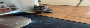 Domestic Shorthair Kitten 3