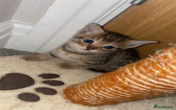 Savannah cats for sale: F7 Savannah cats  - Image 7
