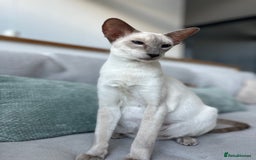 Siamese cats for sale: Outstanding pedigree Siamese Oriental kittens - Image 5