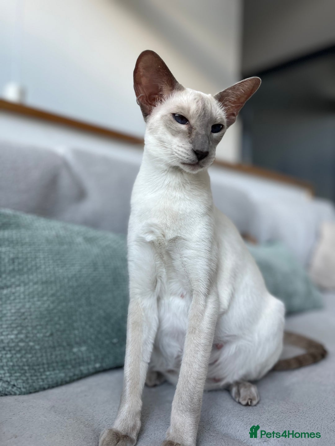 Siamese cats for sale: Outstanding pedigree Siamese Oriental kittens - Image 5
