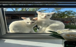 Domestic Shorthair cats for sale: Snow White Cats ❄️ - Advert 29