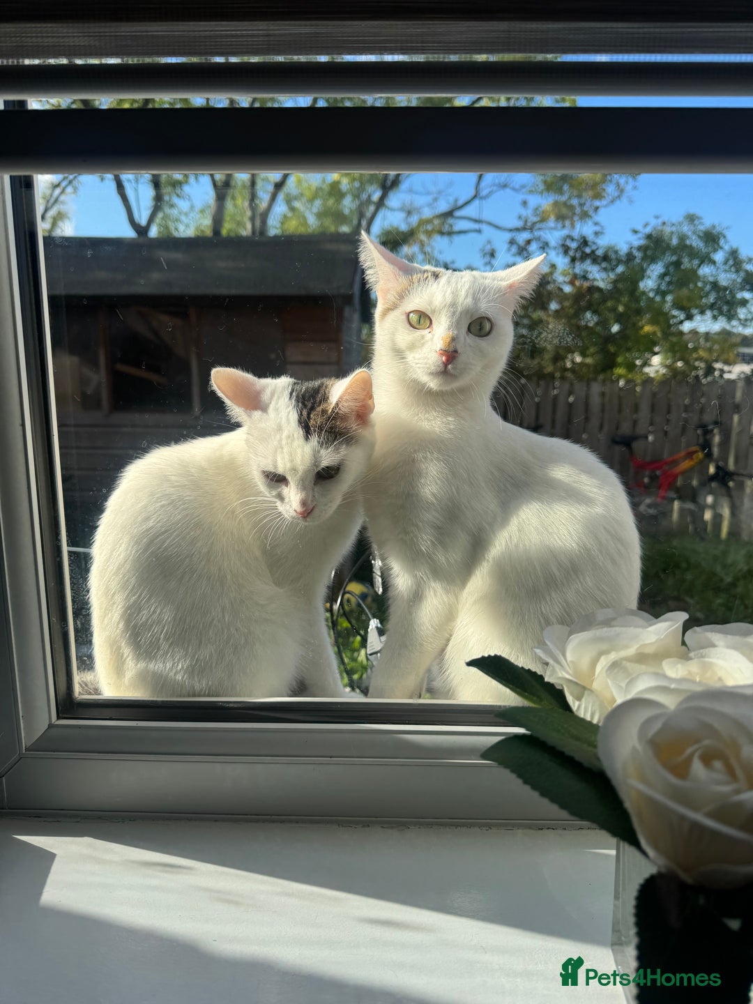 Domestic Shorthair cats for sale: Snow White Cats ❄️ - Advert 29