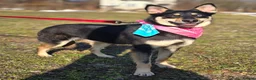 Mixed Breed dogs for adoption: ❤️🐶 CHLOE – THE DOG FOSTERS FALL IN LOVE WITH in Burton-on-Trent - Advert 18