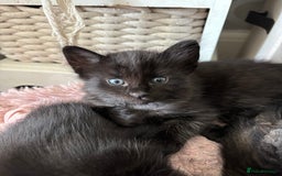 Mixed Breed cats for sale: Stunning litter of 7 kittens - Image 7