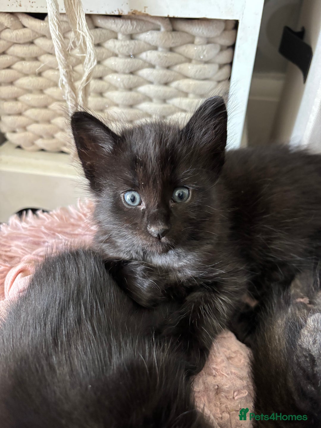 Mixed Breed cats for sale: Stunning litter of 7 kittens - Image 7
