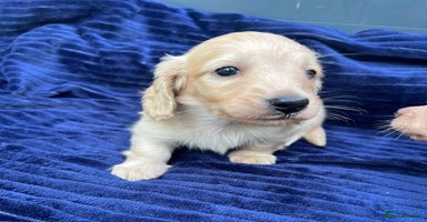 Miniature Dachshund dogs - Advert 6