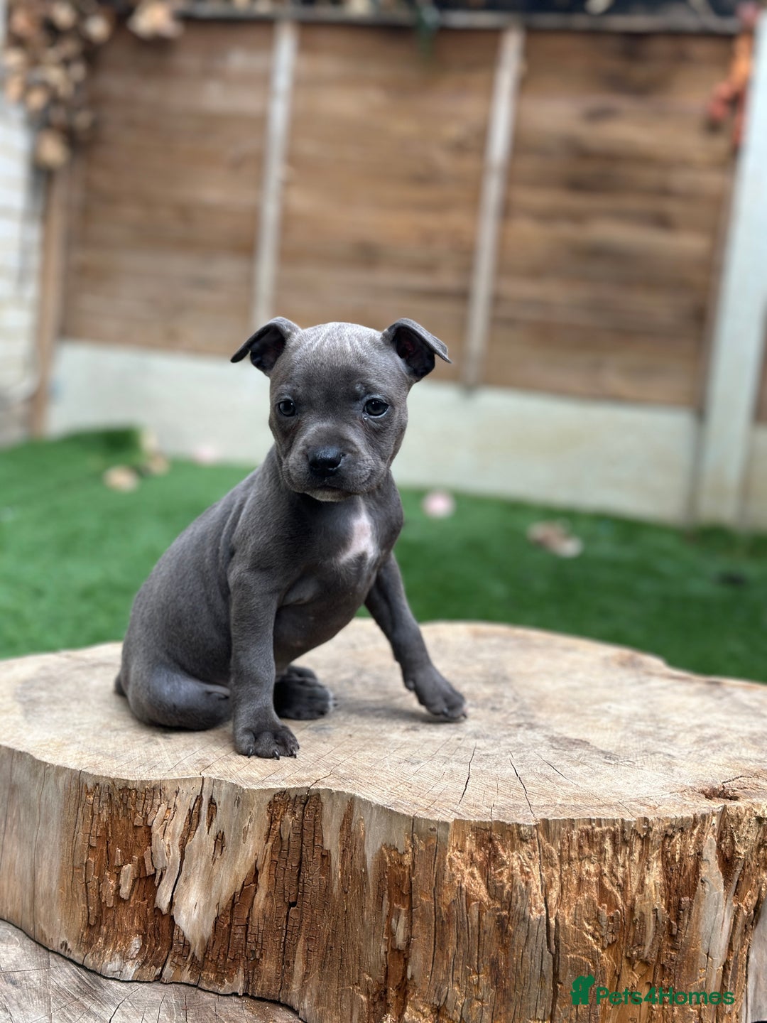 Staffordshire Bull Terrier dogs for sale: Quality Staffordshire Bull Terriers  - Image 14