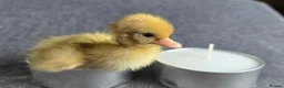 Ducks poultry for sale: X1 mini call duckling  - Advert 5