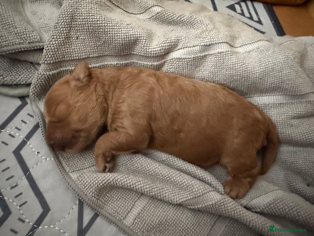 Schnoodle dogs for sale: Adorable Schnoodle Puppies Looking for Loving Home - Image 6