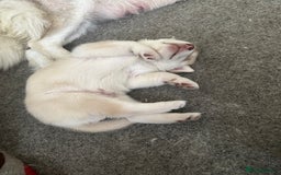 Siberian Husky dogs for sale: Husky Puppies  - Image 12
