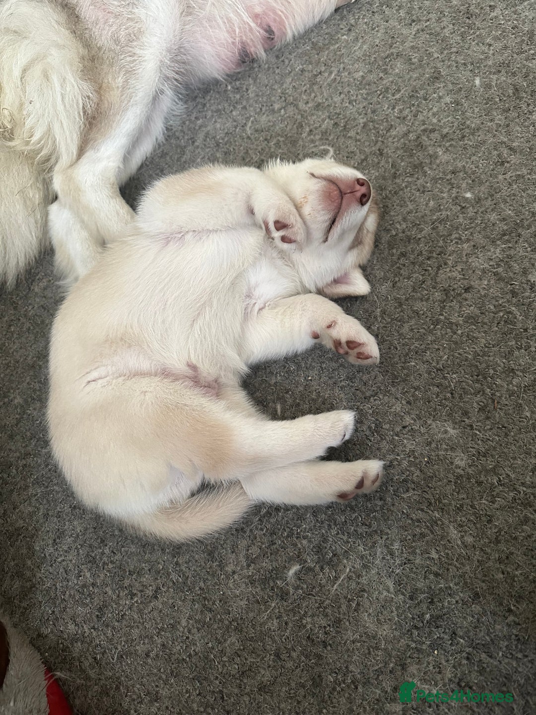 Siberian Husky dogs for sale: Husky Puppies  - Image 12