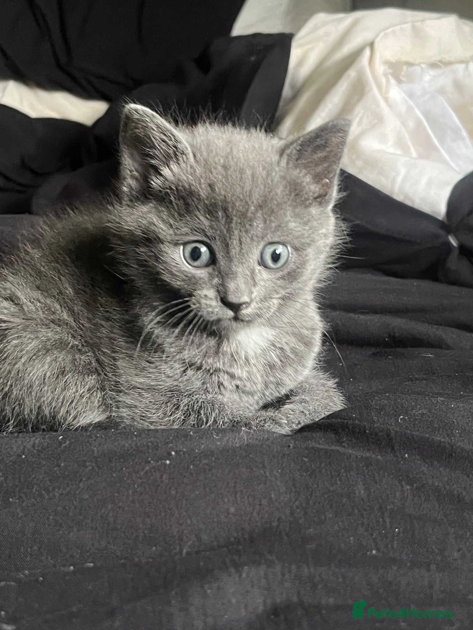 Maine Coon cats for sale: Beautiful tortoiseshell/mainecoon kittens❤️ - Advert 4