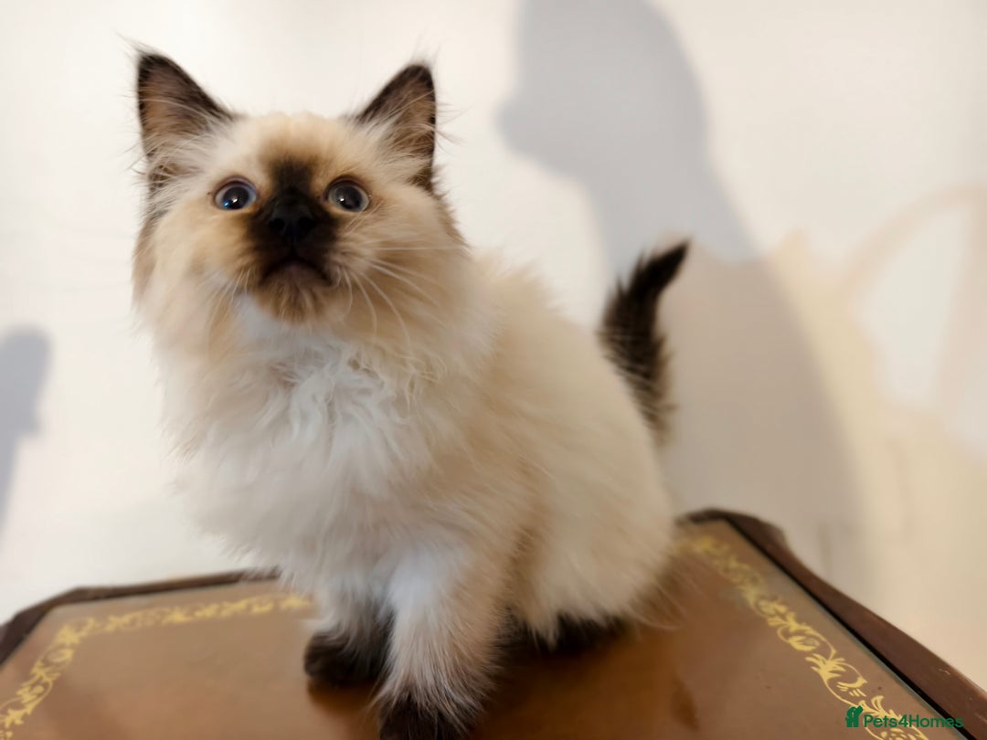 Ragdoll cats for sale: Beautiful Ragdoll Kittens Ready for Sale! - Advert 18