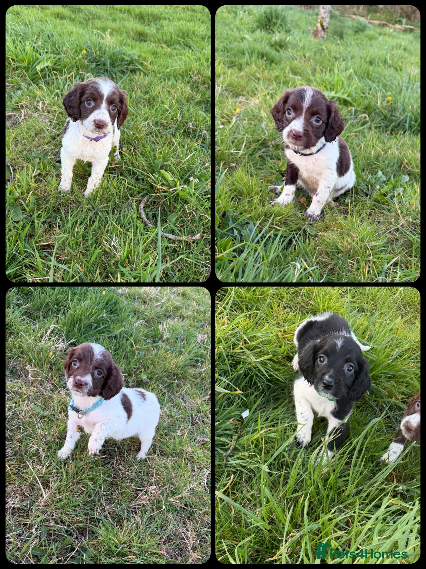 English Springer Spaniel dogs KC Registered English Springer Spaniel Pups - Advert 1