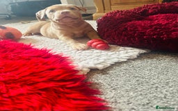 American Bully dogs for sale: Reduced pocket bully’s. Ready to leave! - Image 7
