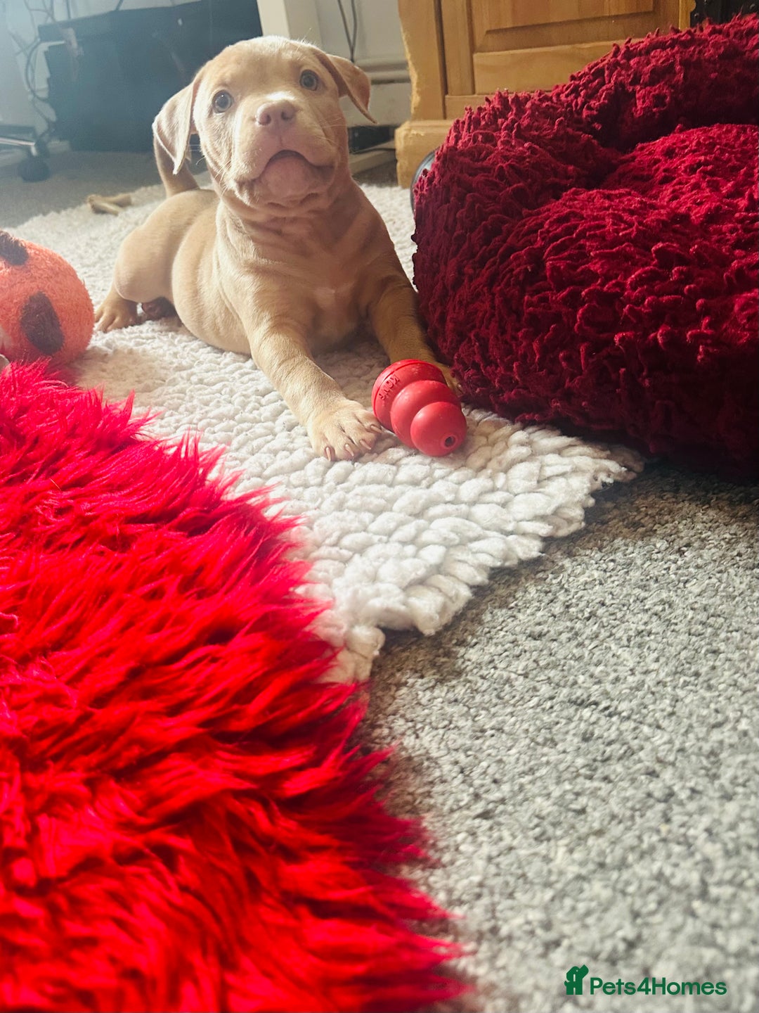 American Bully dogs for sale: Reduced pocket bully’s. Ready to leave! - Image 7