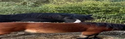 Welsh Section C horses for sale: Cob x Welsh  - Advert 12