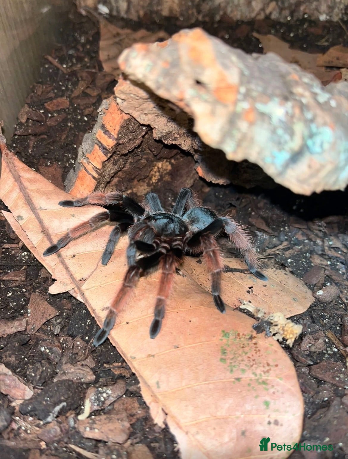 Tarantulas invertebrates Selling 6 of my Brachypelma - Advert 1