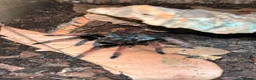 Tarantulas invertebrates for sale: Selling 6 of my Brachypelma - Advert 1