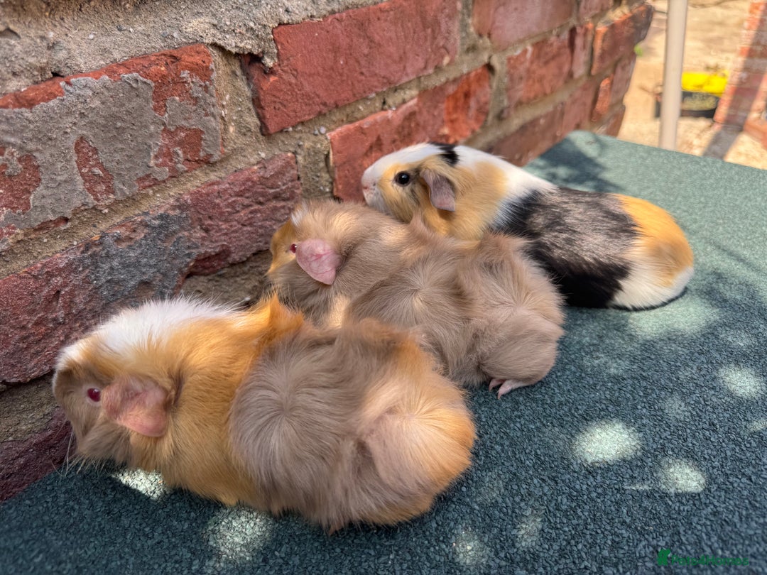 Guinea Pig rodents for sale: Guinea Pigs  - Image 12