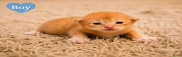 Maine Coon cats for sale: Maine coon x kittens 🐈‍⬛  - Advert 6