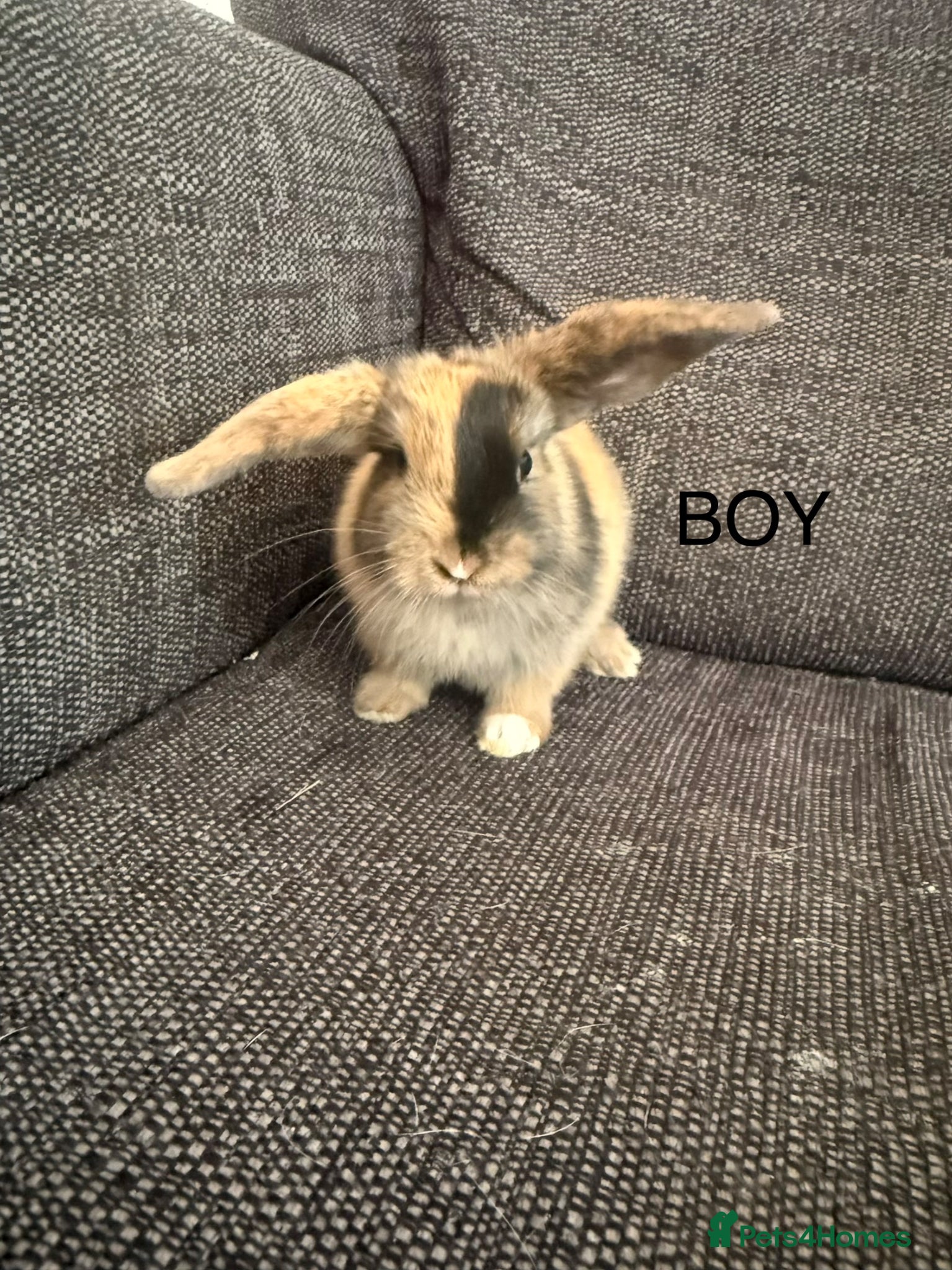 Mixed Breed rabbits 2 Boy Bunnies for sale 💙 - Advert 1