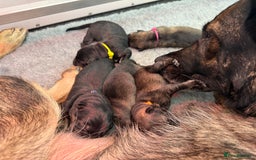 German Shepherd dogs for sale: German Shepherd Puppies  - Image 9