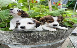 Mixed Breed dogs for sale: Jack Russel Pups in Machynlleth - Image 37