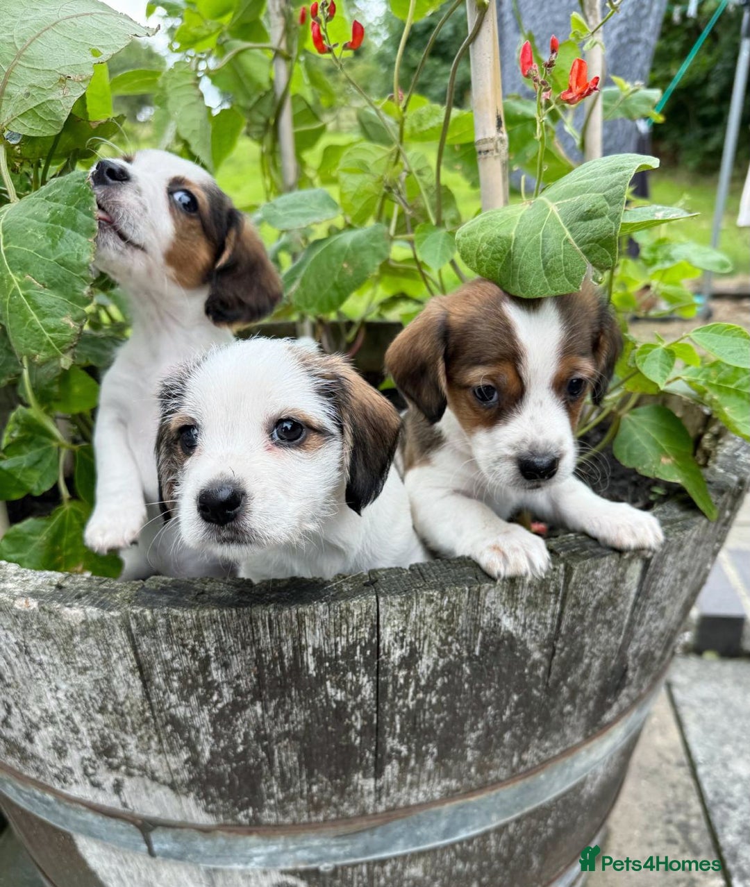 Mixed Breed dogs for sale: Jack Russel Pups in Machynlleth - Image 37