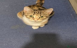 Domestic Shorthair cats for sale: Beautiful Kitten  - Image 6