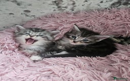 Maine Coon cats for sale: Gorgeous maincoon kittens - Image 17