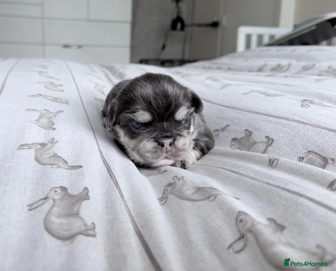 French Bulldog dogs for sale: Amazing quality French bulldog puppies  - Advert 12