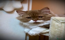 British Longhair cats for sale: Champion line kittens - Image 2