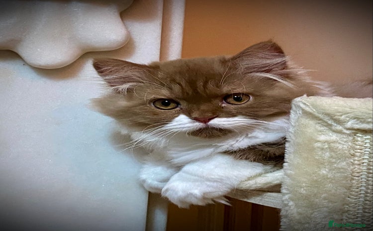 British Longhair cats - Advert 1