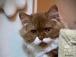 British Longhair cats - Advert 12