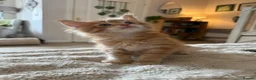 Maine Coon cats for sale: Maine coon kittens - Advert 6