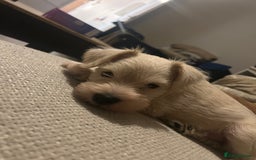 Miniature Schnauzer dogs for sale: RARE GORGEOUS WHITE MINIATURE SCHNAUZER - Image 1