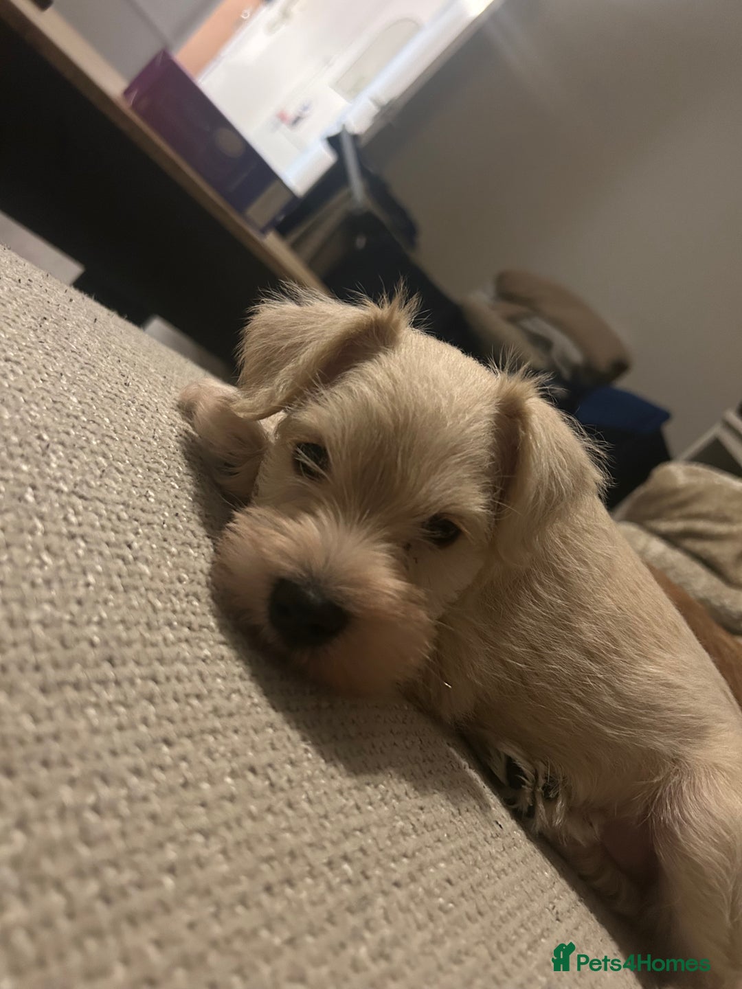 Miniature Schnauzer dogs for sale: RARE GORGEOUS WHITE MINIATURE SCHNAUZER - Image 1