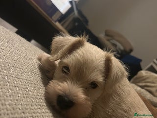 Miniature Schnauzer dogs - Advert 23